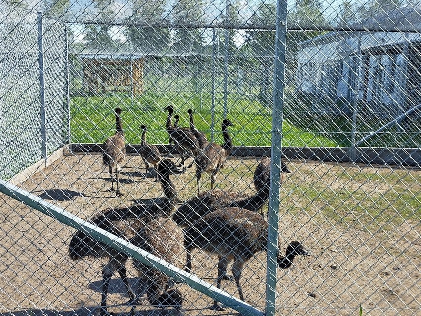 Emu, pawie, kozy, pszczoły... ZUT w Szczecinie ma własną zwierzętarnię