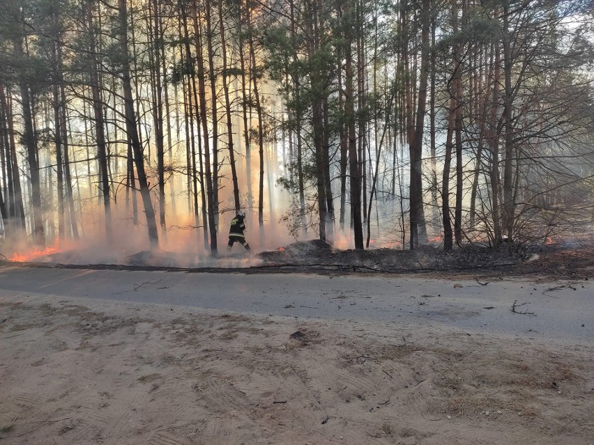 Pożar poszycia leśnego w Bandysiach (gmina Czarnia). Do pożaru doszło w lany poniedziałek