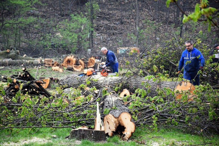 Rybnik: Wycięli park przy dawnym kinie Hutnik