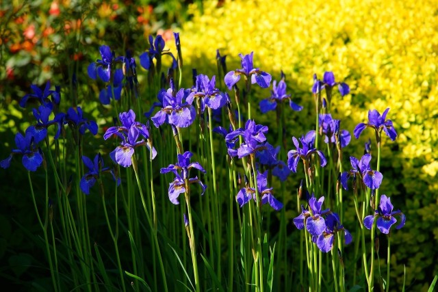 Irysy syberyjskie tworzą malownicze kępy. Najczęściej kwitną na intensywnie niebieski kolor, ale wyhodowano też odmiany o innych kolorach kwiatów.