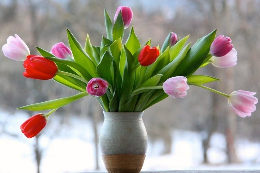 Pamiętajmy też, że cięte tulipany są teraz dostępne przez...