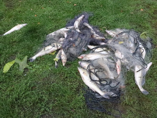 Z Jeziora Czarmuńskiego wyłowiono 60 kg ryb z sieci, które zastawili kłusownicy.