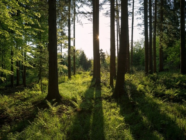 Poszukiwania dzieci trwały do białego rana.