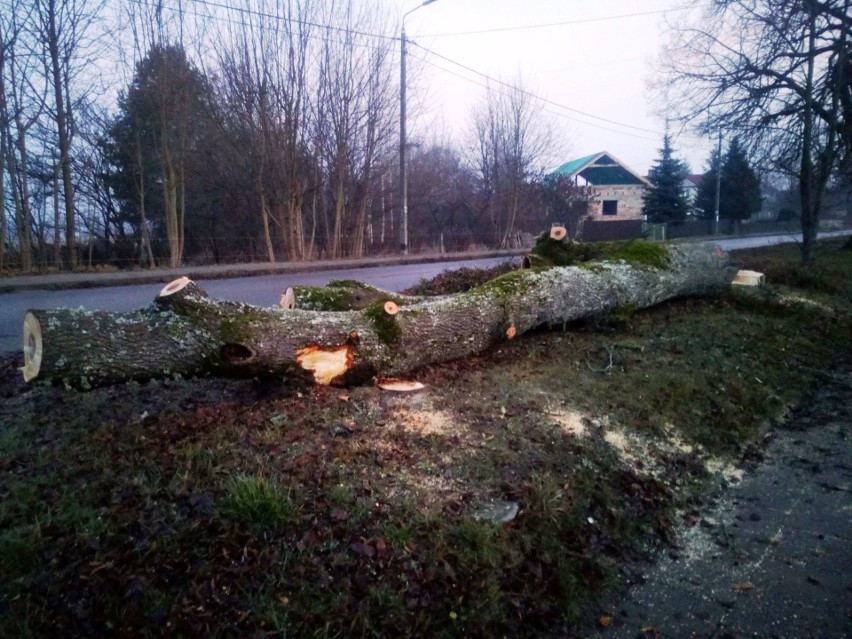 Wycinka dawnego Traktu Królewskiego w Białowieży. Drzewa witające turystów zniknęły z ulicy Pałacowej [ZDJĘCIA]