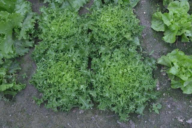 Endywia jest gatunkiem cykorii. To warzywo można uprawiać w ogrodzie.