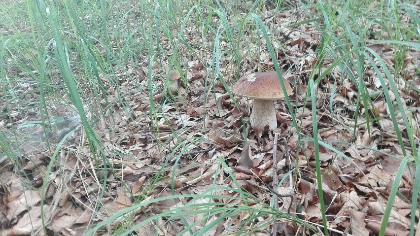 Na takie grzyby natrafił w lasach w okolicach Bobolic nasz...