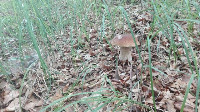 Na takie grzyby natrafił w lasach w okolicach Bobolic nasz Internauta.