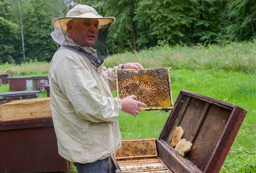Pszczoły są zależne od nas. Bez opieki pszczelarzy w...