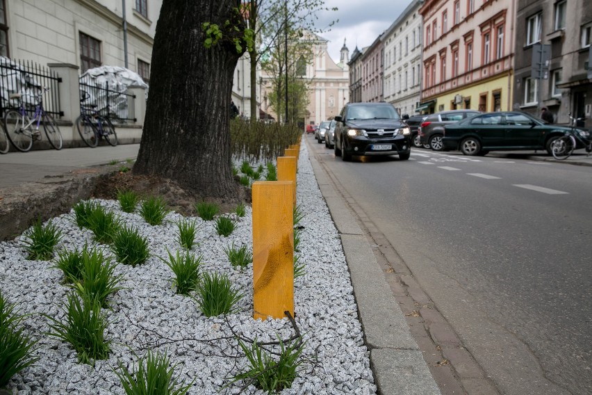 Świeżo posadzona zieleń koło biblioteki przy ul. Rajskiej