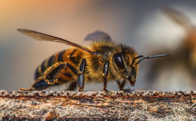 Obecnie ginie ok. 50 proc. populacji pszczół