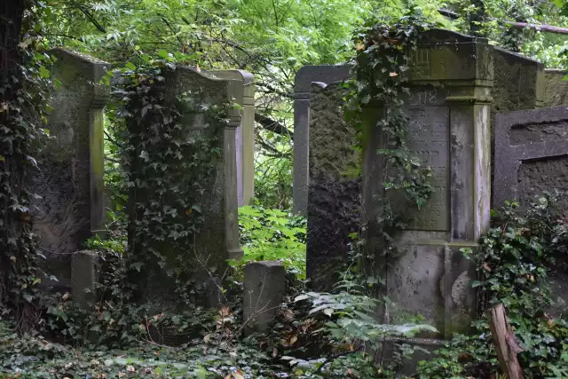 Opuszczona nekropolia w Częstochowie. Tu natura przejęła kontrolę i dyktuje warunki