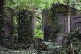 Cmentarz żydowski w Częstochowie. Opuszczona nekropolia - tu natura przejęła kontrolę i dyktuje warunki