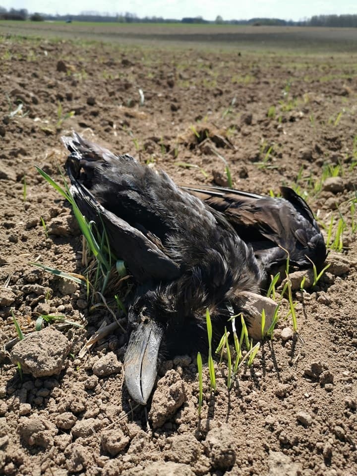 Koło Drohiczyna znaleziono martwe ptaki