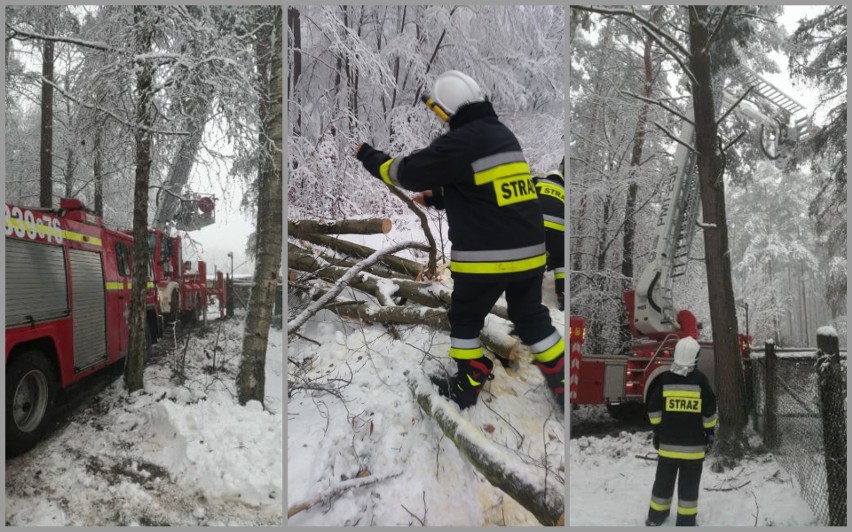 Atak zimy w powiecie gdańskim. Powalone drzewa na ulicach, liczne interwencje strażaków. Zdjęcia