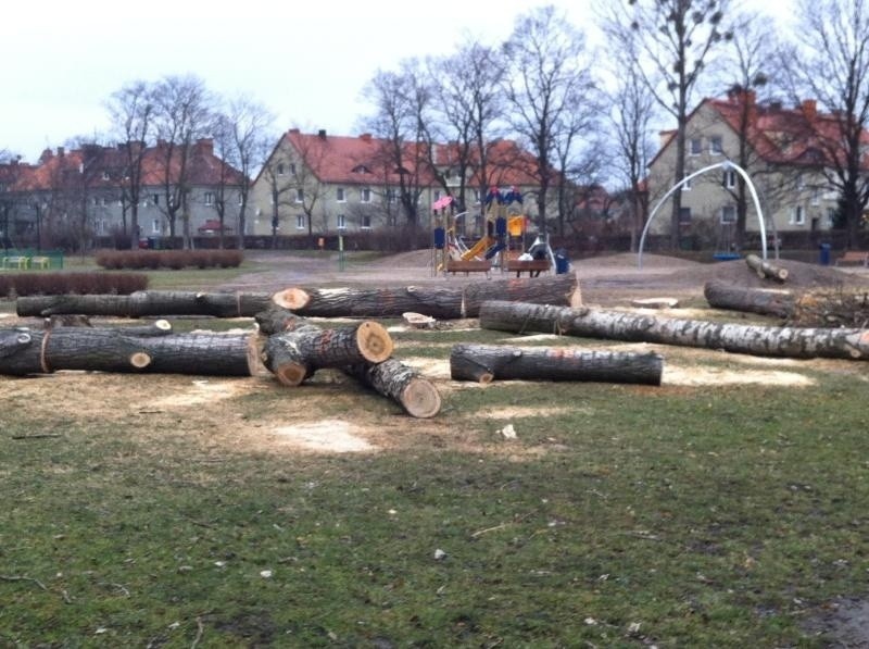 Wycinka drzew na Sępolnie