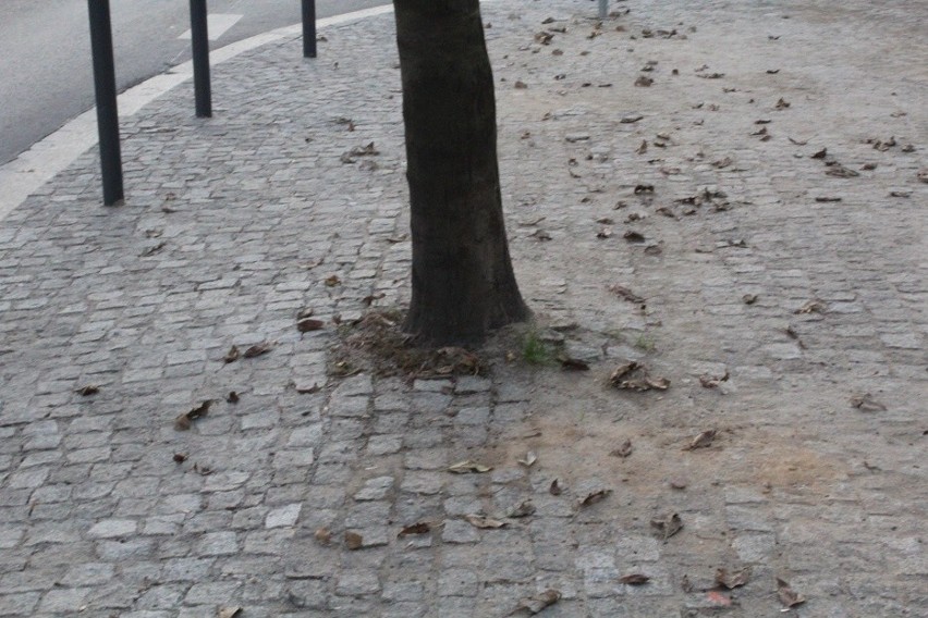 Mieszkanka: Władze Wrocławia nienawidzą zieleni. Tak umieraja drzewa po remoncie (ZDJĘCIA)