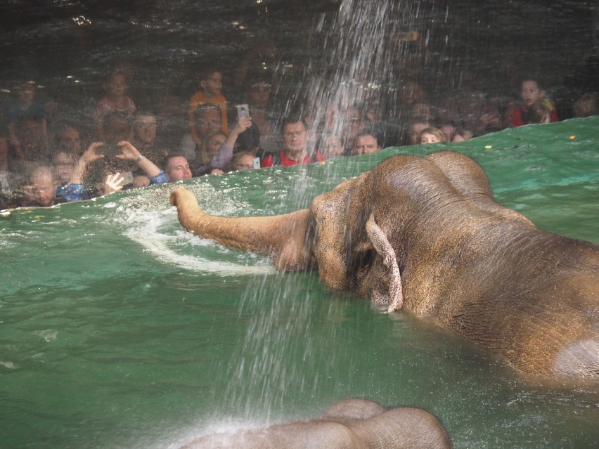 Piątkowy wieczór (10 lutego) rozpocznie się kąpielą słoni.