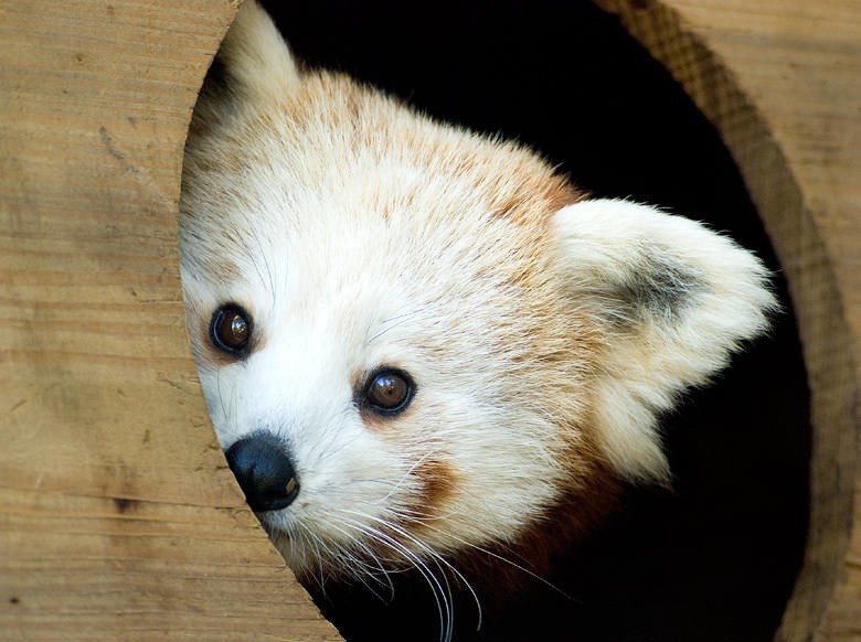 Kraków. W ferie zabierz dzieci do zoo! [ZDJĘCIA]