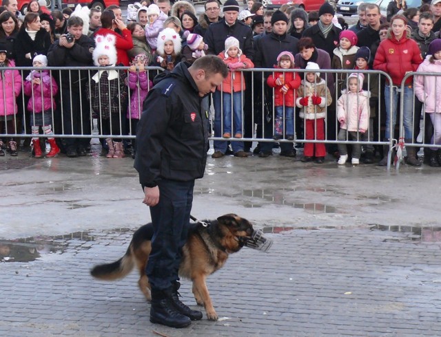 Jeden z policyjnych psów, podczas pokazu w trakcie finału Wielkiej Orkiestry Świątecznej Pomocy.