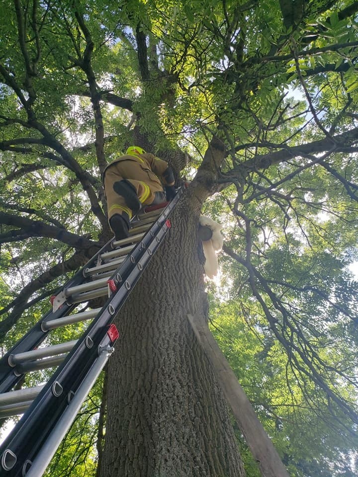 Chwytająca za serce akcja ratunkowa. W Jasionce (gm. Zgierz) strażacy uratowali kota, który spędził dzień na wysokim drzewie. 