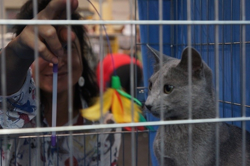Wystawa Kotów Rasowych 2013