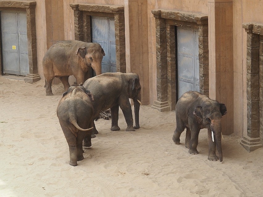Cztery słonie indyjskie przebywają już razem na jednym...