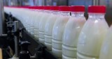 Rzeka mleka nie popłynie do Indonezji. Polska Izba Mleka interweniuje