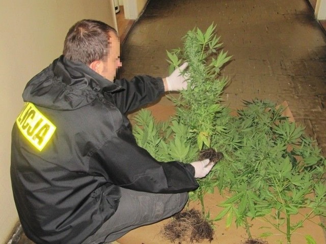 Podczas przeszukania w gminie Wąchock policjanci znaleźli kilkanaście roślin i ponad 90 gramów suszu.