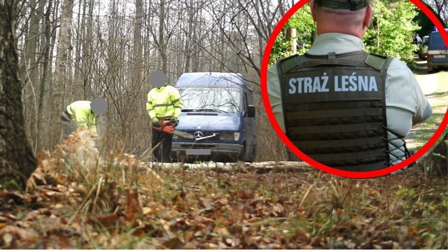 W ręce leśników wpadła grupa mężczyzn kradnąca drewno z lasu w okolicy Skoków.Czytaj też: Gdzie taniej kupić choinkę? Tyle kosztuje świerk, sosna i jodła w 2022 roku prosto z lasu