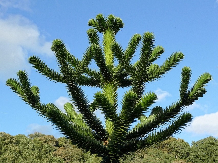 Araukaria chilijska to drzewo równie egzotyczne, co...