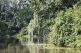 Park w Pszczynie będzie odnowiony. 1 mln zł na oczyszczenie stawu przy Ludwikówce