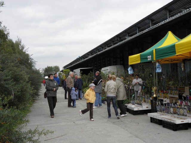 Na wystawę zjechało mnóstwo producentów roślin ogrodniczych z całej Polski.