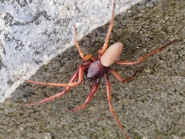 Mieszkańcy Skórzewa wypatrzyli w swoim ogrodzie niepokojąco wyglądającego pająka. Czy to komórczak okazały?
