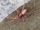 Pod Poznaniem pojawił się nowy, duży pająk? Po raz pierwszy zaobserwowano go w Polsce dwa lata temu. Czy tak wygląda komórczak okazały?