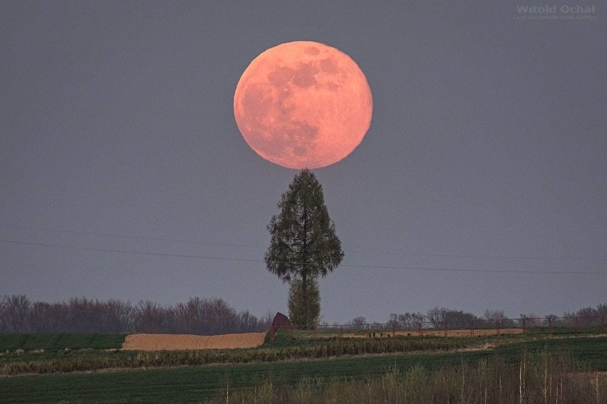 Wyjątkowe zdjęcia różowego Księżyca wykonane w Woli...