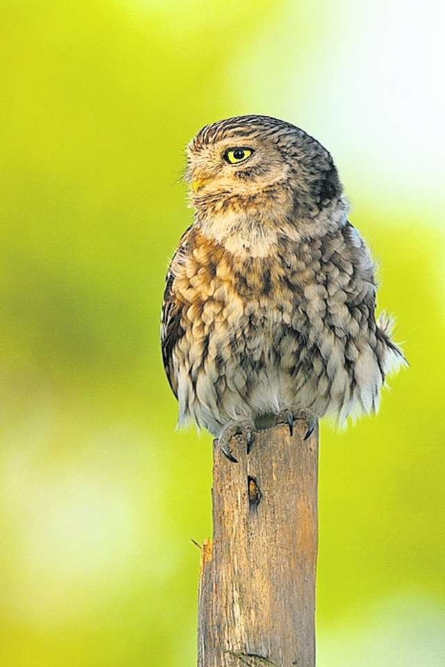 Na wystawie obejrzymy czterdzieści prac przyrodniczych o wymiarach 100 na 70 centymetrów