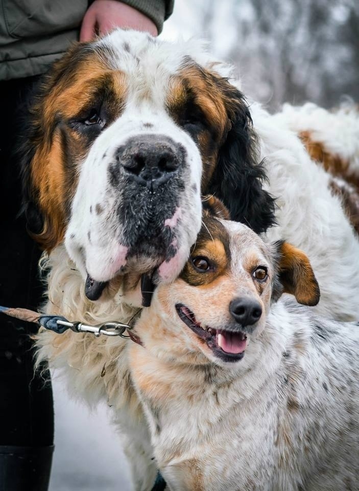 Te psy są dowodem na to, że prawdziwa miłość pokona wszelkie przeciwności