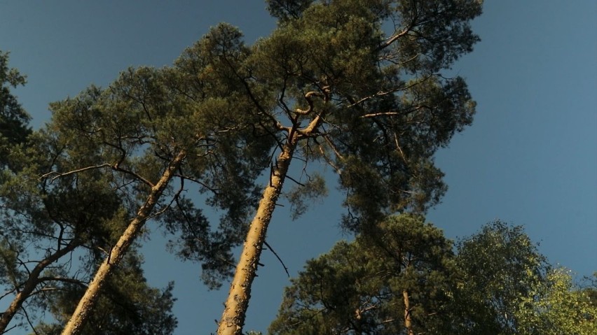 Polska ma piękne lasy. Leśnicy dbają, by były w dobrych rękach