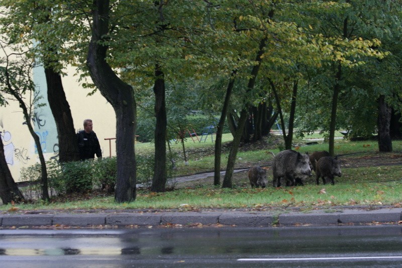 Obława na dziki w Zielonej Górze