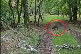 Kangur w polskim lesie. Leśnicy zalecają ostrożność i poszukują zwierzęcia WIDEO