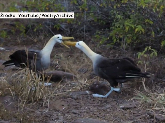 Taniec godowy albatrosów