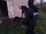 Policjanci odebrali właścicielowi skrajnie zaniedbane psy. Były głodzone, kolczatka na szyi  (ZDJĘCIA)