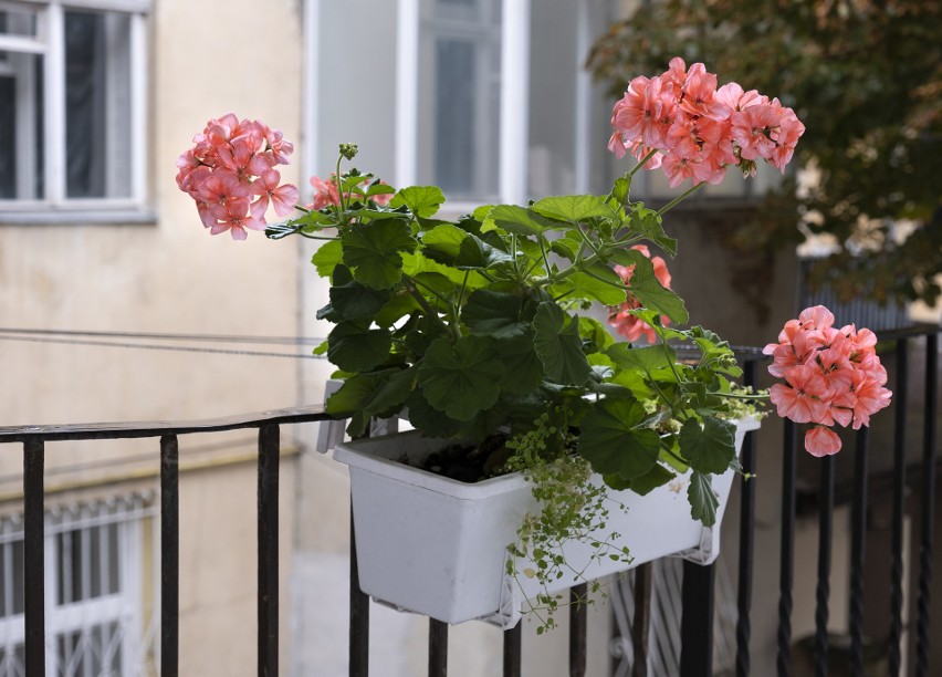 Pelargonie najczęściej sadzi się w donicach lub skrzynkach...