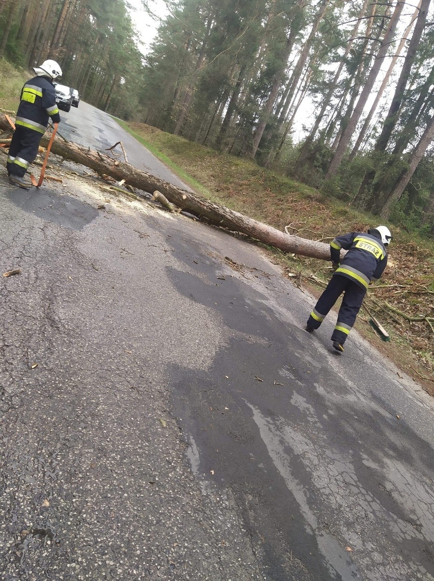 Wichura szalała w powiecie koneckim. Strażacy usuwali z dróg powalone drzewa