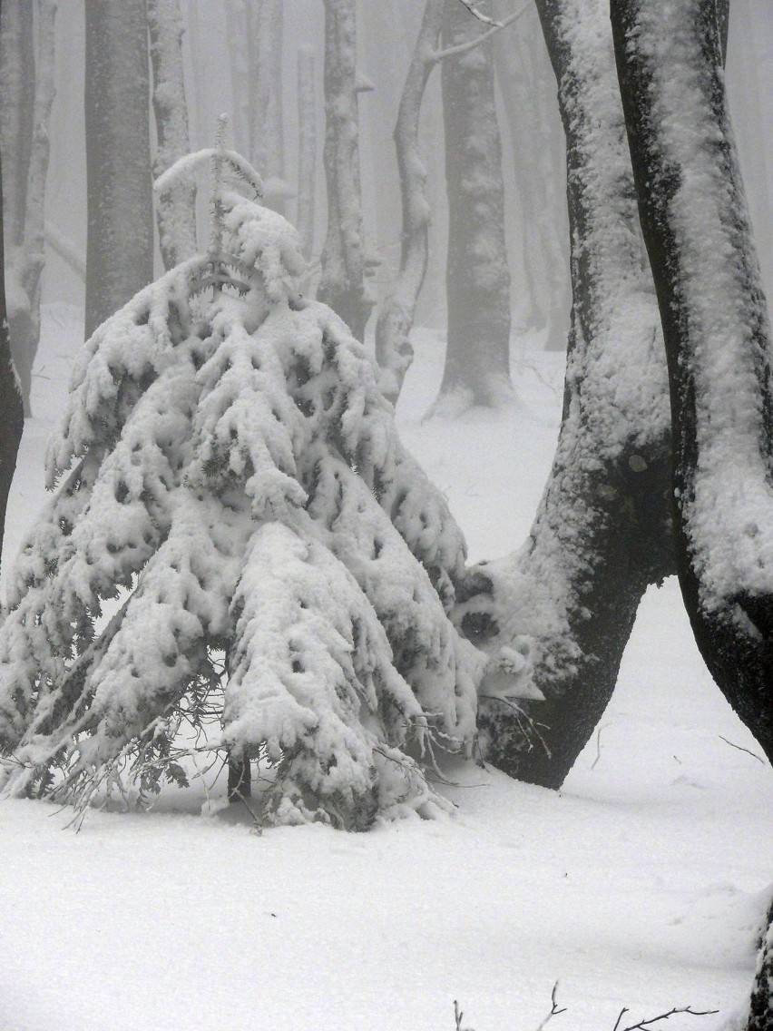 Chcesz zobaczyć zimę, przyjedź w Bieszczady! Śnieg leży powyżej 900 m n.p.m. [ZDJĘCIA]