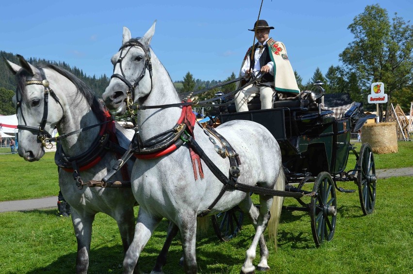 Zakopane. Górale walczyli w Mistrzostwach Podhala w powożeniu [ZDJĘCIA]