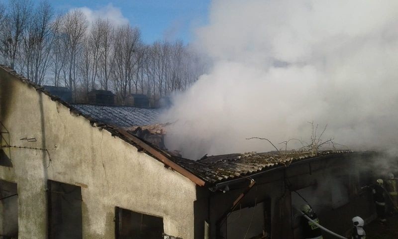 Pożar fermy świń w Suchorzu. Ogień gasiło 14 jednostek straży pożarnej [ZDJĘCIA]