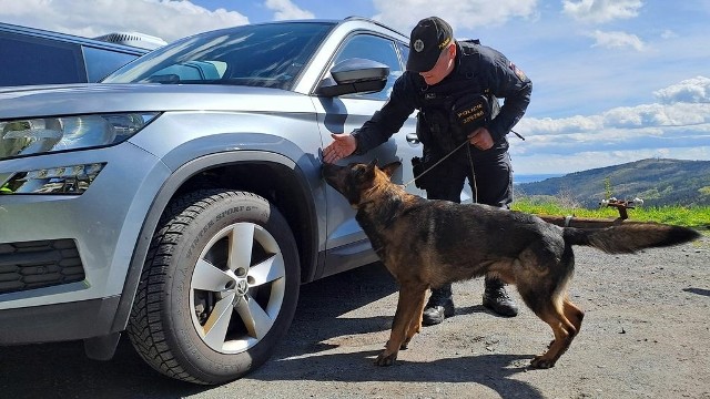 Samochody sprawdzał także pies, wyszkolony do poszukiwania narkotyków