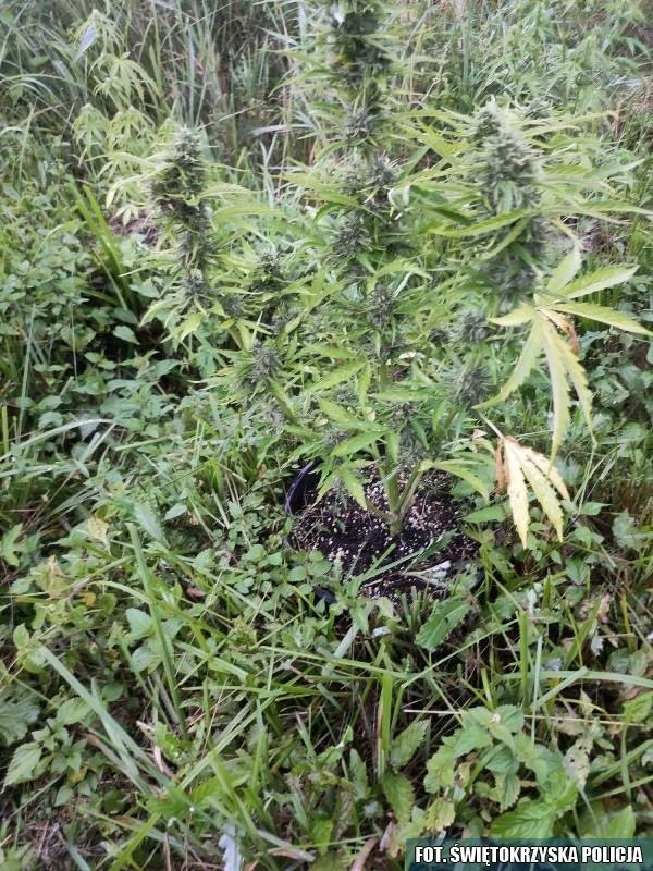 Kryminalni w gminie Krasocin znaleźli nielegalne rośliny.