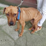 Zagłodzony pies znaleziony na chodniku w Trzebini. Fundacja La Fauna zbiera pieniądze na leczenie tej psinki